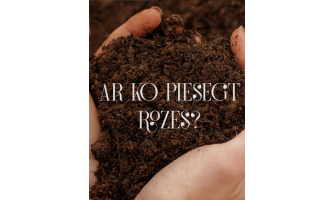 Ar ko piesegt rozes un vai vispār tās segt?